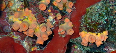 Tubastraea