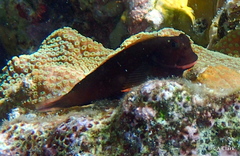 Ophioblennius macclurei