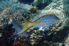 Ocyurus chrysurus