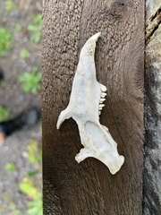 Trichosurus vulpecula