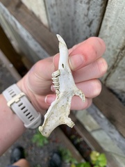 Trichosurus vulpecula