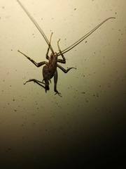 Pleioplectron simplex