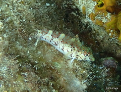 Malacoctenus triangulatus