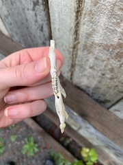 Trichosurus vulpecula