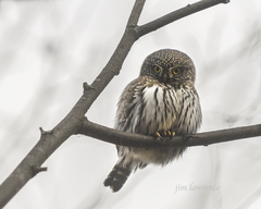 Glaucidium gnoma