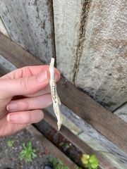 Trichosurus vulpecula