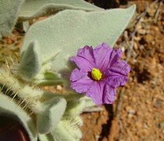 Solanum phlomoides