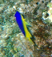Stegastes leucostictus