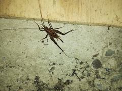 Pleioplectron simplex