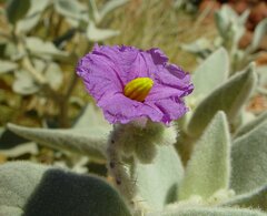Solanum phlomoides