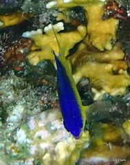 Stegastes leucostictus