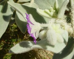Solanum phlomoides