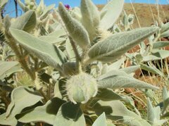 Solanum phlomoides