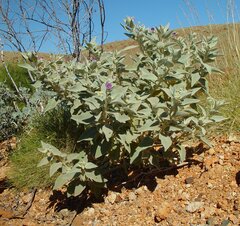 Solanum phlomoides