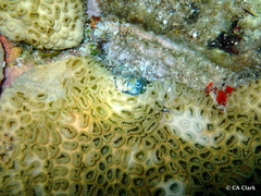 Zoantharia
