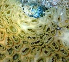 Zoantharia