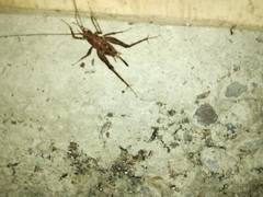 Pleioplectron simplex