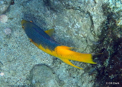 Bodianus rufus