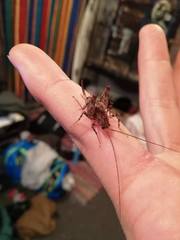 Pleioplectron simplex