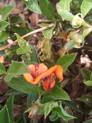 Podolobium procumbens