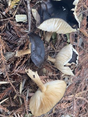 Melanoleuca melaleuca