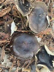 Melanoleuca melaleuca