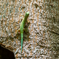 Phelsuma abbotti