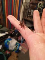 Pleioplectron simplex