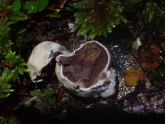 Rossbeevera pachydermis