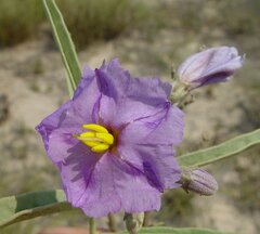 Solanum esuriale