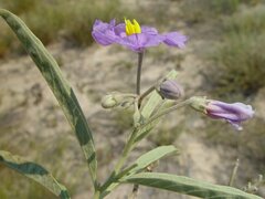 Solanum esuriale