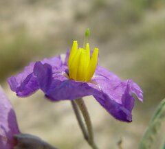 Solanum esuriale