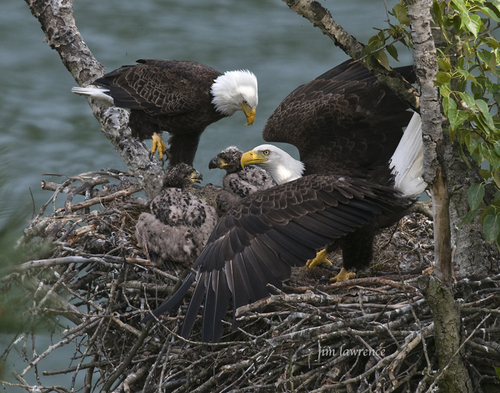 Bald Eagle, photo 9 of 9