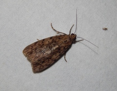 Sommeria meridionalis