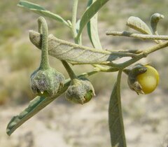 Solanum esuriale