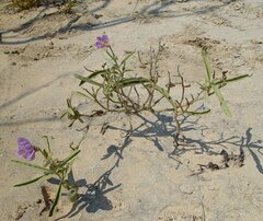 Solanum esuriale