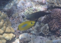 Chaetodon plebeius