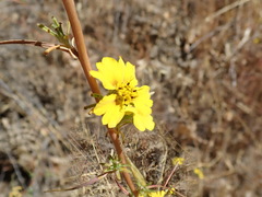 Calycadenia truncata