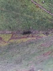 Technomyrmex albipes