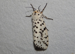 Eyralpenus subluteus