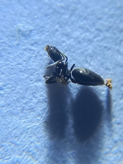 Technomyrmex albipes