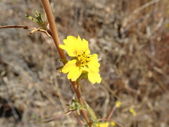 Calycadenia truncata