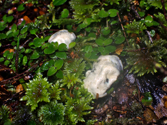 Rossbeevera pachydermis