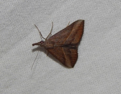 Hypena obacerralis