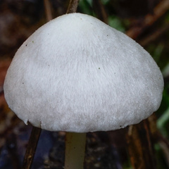 Alboleptonia