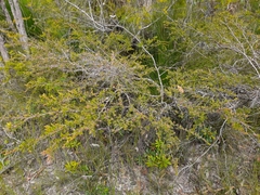 Leptospermum polygalifolium