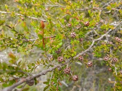 Leptospermum polygalifolium