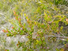 Leptospermum polygalifolium
