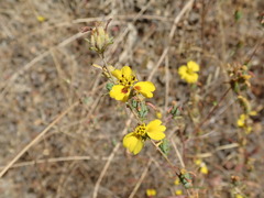 Calycadenia truncata