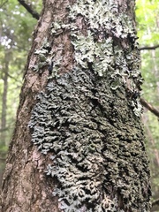 Physconia grumosa